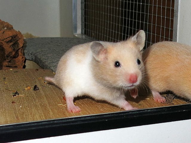 Hamsterhilfe Südwest