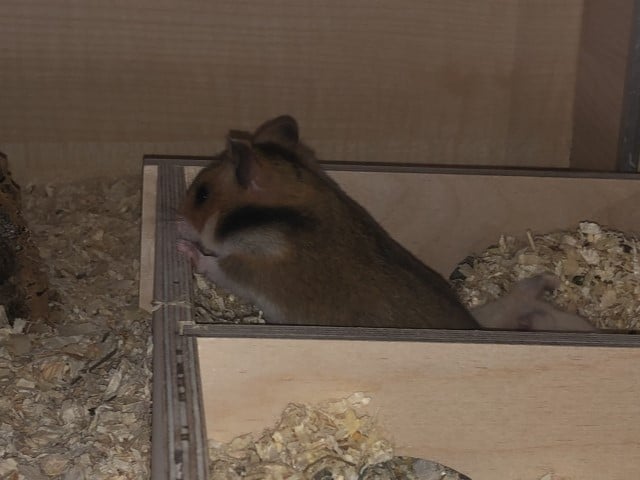 Theodor Hamsterhilfe Südwest Goldhamster Babies