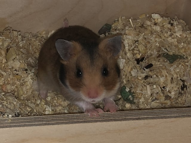 Theodora Hamsterhilfe Südwest Goldhamster Babies