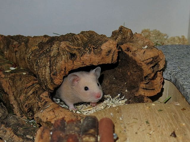 Hamsterhilfe Suedwest