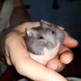 Hamsterhilfe Suedwest Hiro