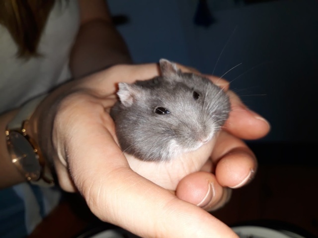 Hamsterhilfe Suedwest Hiro