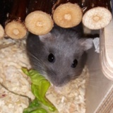 Hamsterhilfe Suedwest Hiro