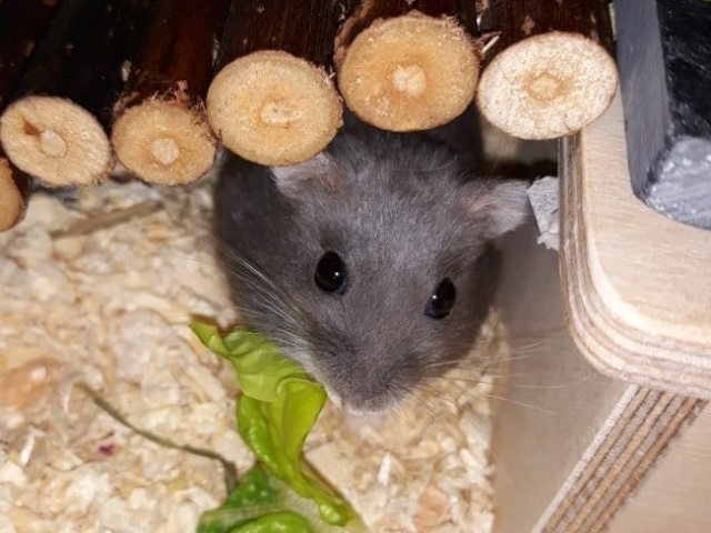 Hamsterhilfe Suedwest Hiro