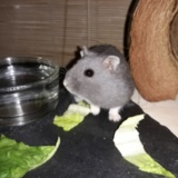 Hamsterhilfe Suedwest Hiro