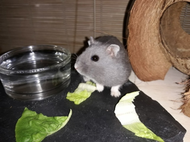 Hamsterhilfe Suedwest Hiro