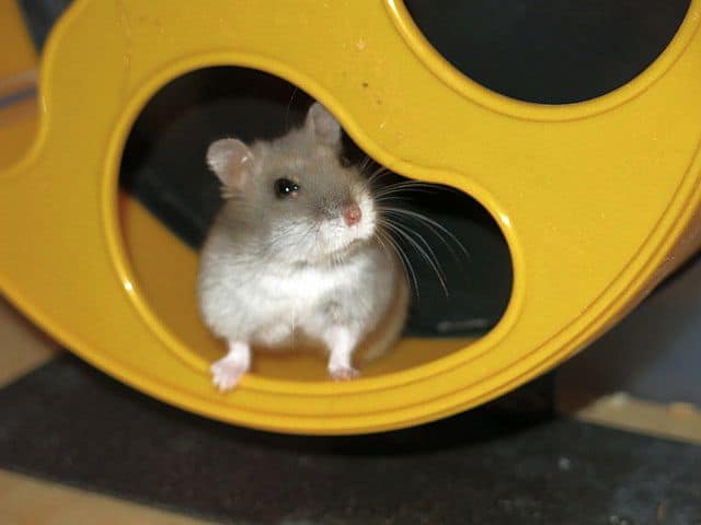 Hamsterhilfe Südwest