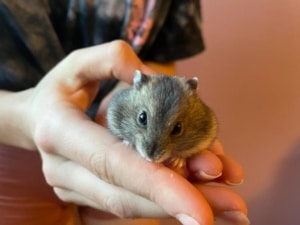 Hamsterhilfe Südwest Sumo