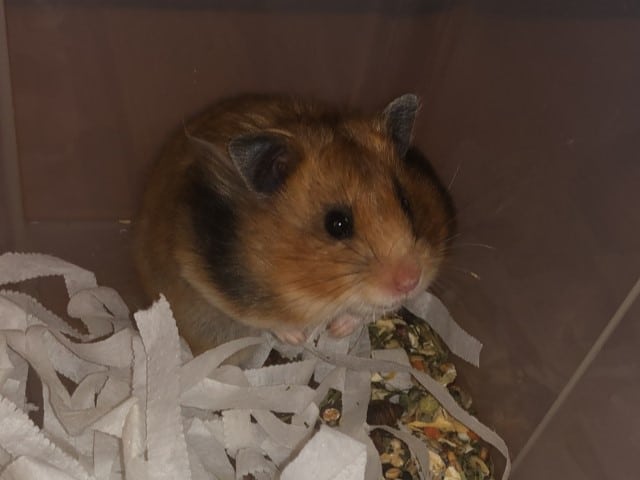 Hamsterhilfe Südwest Teddyhamster Suri