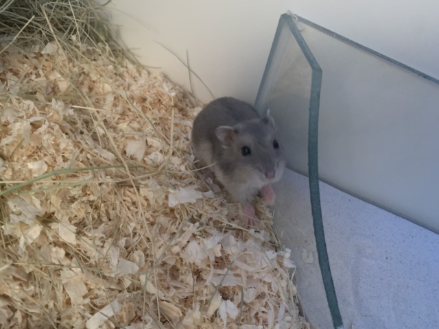 Hamsterhilfe Südwest Sylka