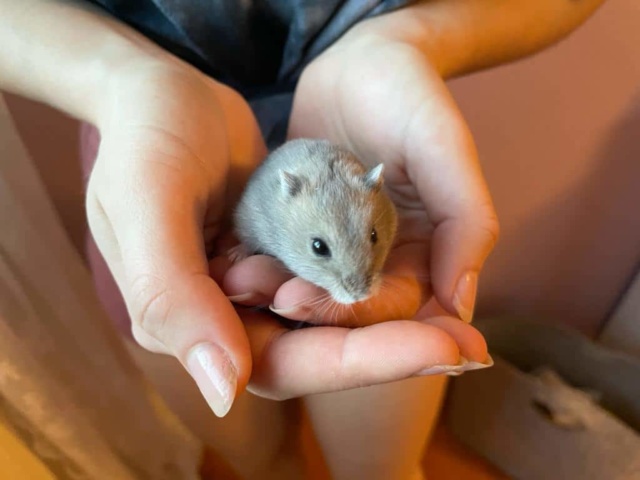 Hamsterhilfe Südwest Snöfrid