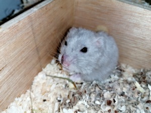 Hamsterhilfe Südwest
