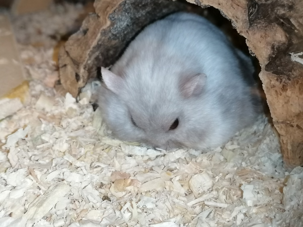 Hamsterhilfe Südwest