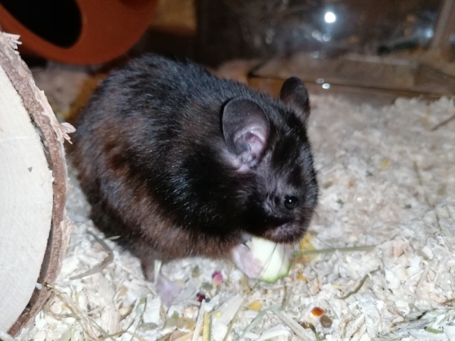 Hamsterhilfe Südwest Goldhamster Black