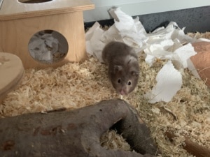 Hamsterhilfe Südwest Frauke