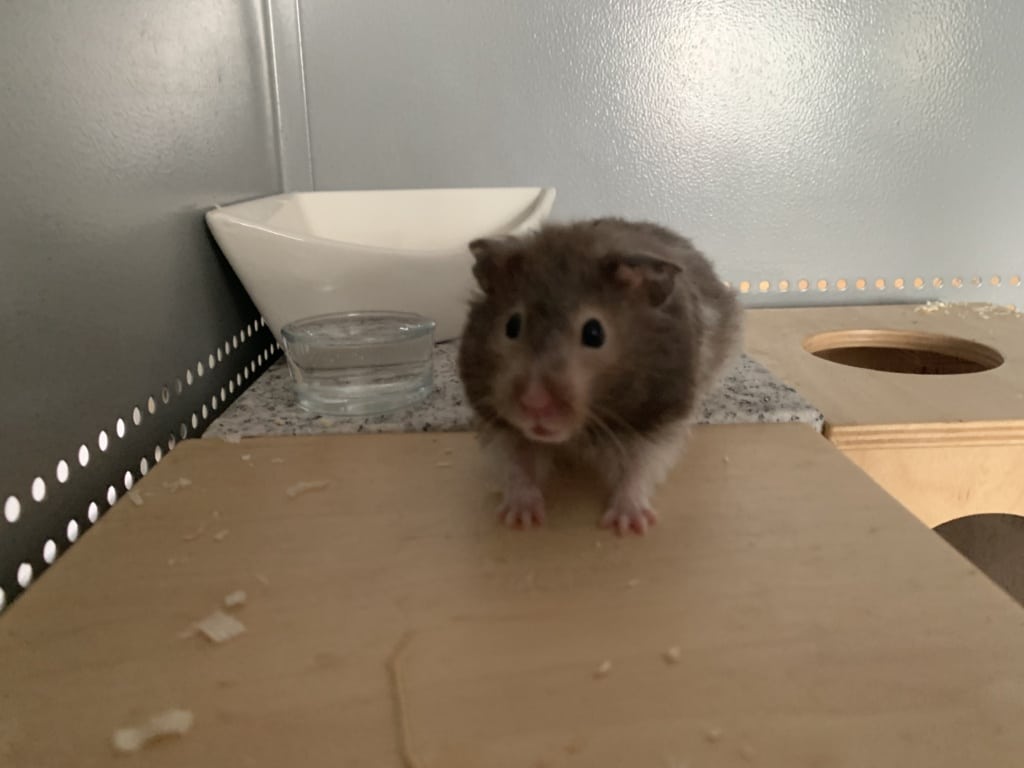 Hamsterhilfe Südwest Frauke