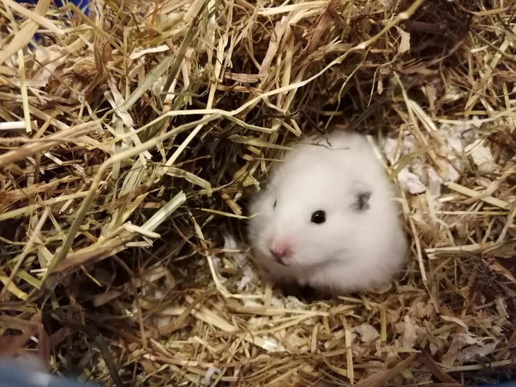 Hamsterhilfe Südwest