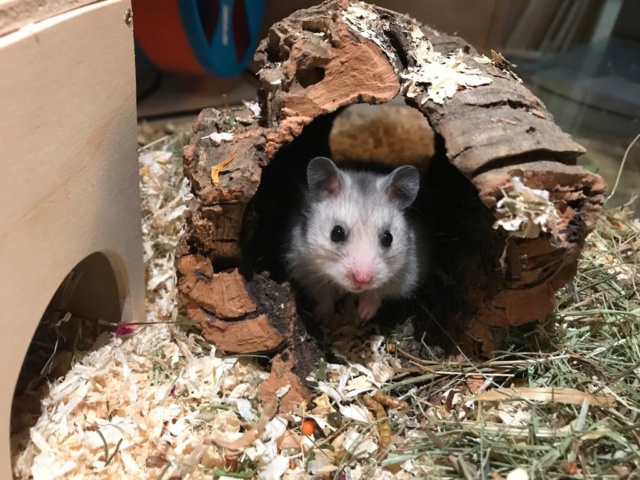 Hamsterhilfe Südwest Muggel