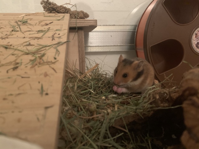 Hamsterhilfe Südwets Ron