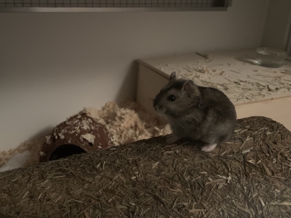Hamsterhilfe Südwest Romana