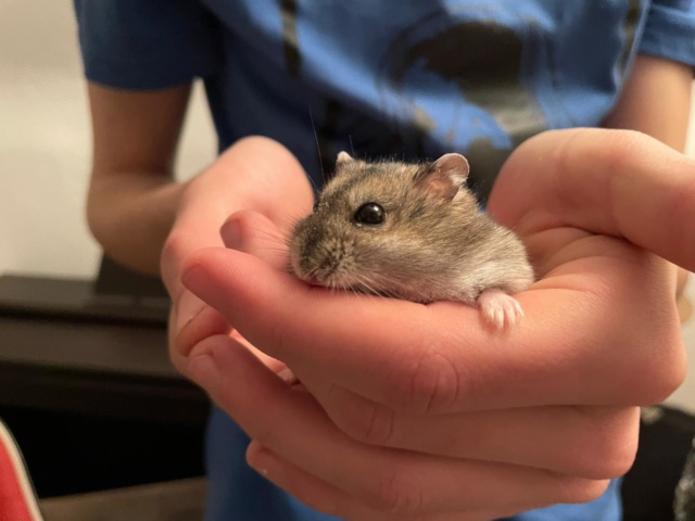 Hamsterhilfe Südwest Rachel