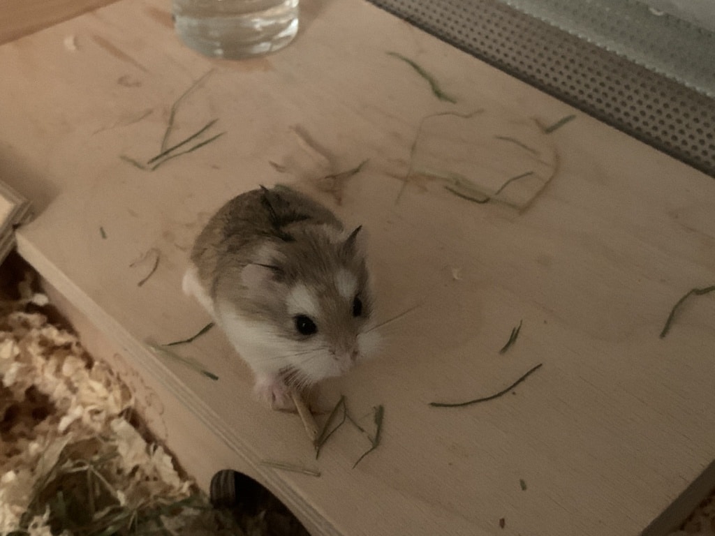 Hamsterhilfe Südwest Cindy Lou