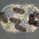 Campbell-Jungtier Hamsterhilfe Suedwest