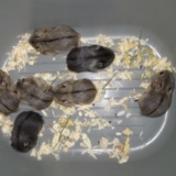 Campbell-Jungtier Hamsterhilfe Suedwest