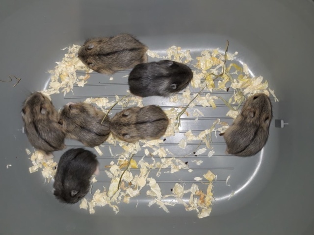 Campbell-Jungtier Hamsterhilfe Suedwest