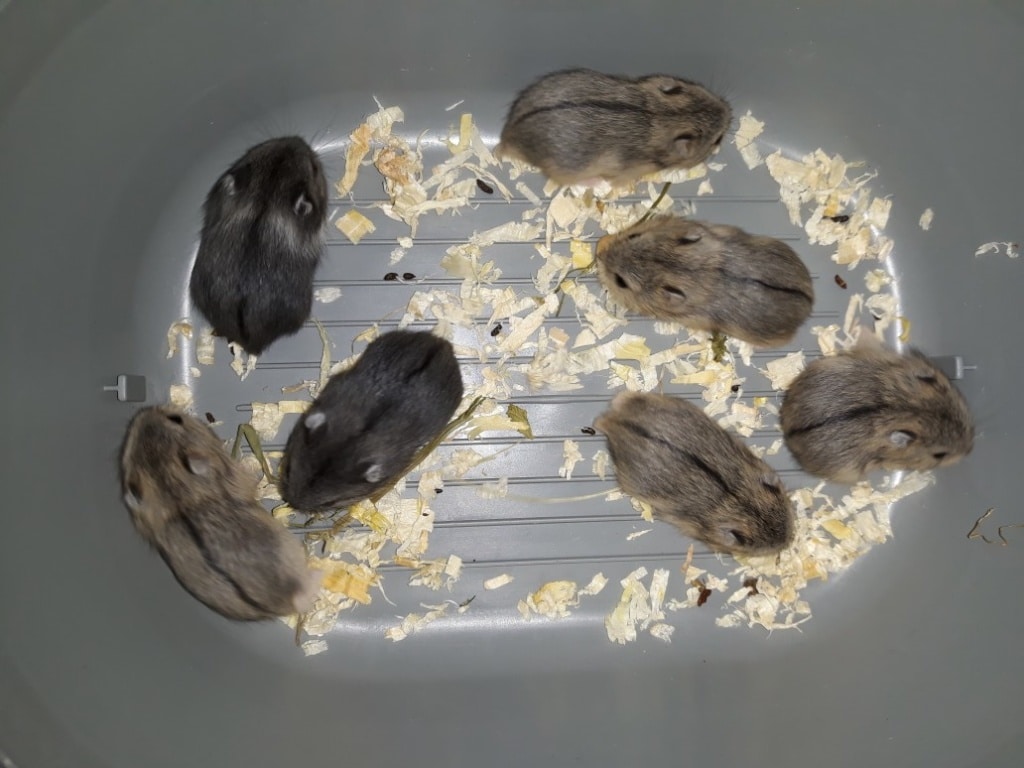 Campbell-Jungtier Hamsterhilfe Suedwest
