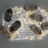 Campbell-Jungtier Hamsterhilfe Suedwest