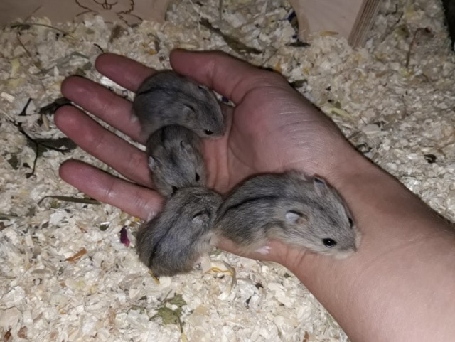 Campbell-Jungtier Hamsterhilfe Suedwest