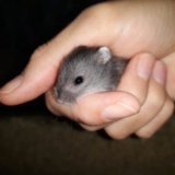 Campbell-Jungtier Hamsterhilfe Suedwest