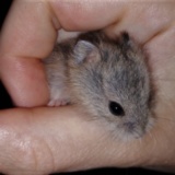 Campbell-Jungtier Hamsterhilfe Suedwest