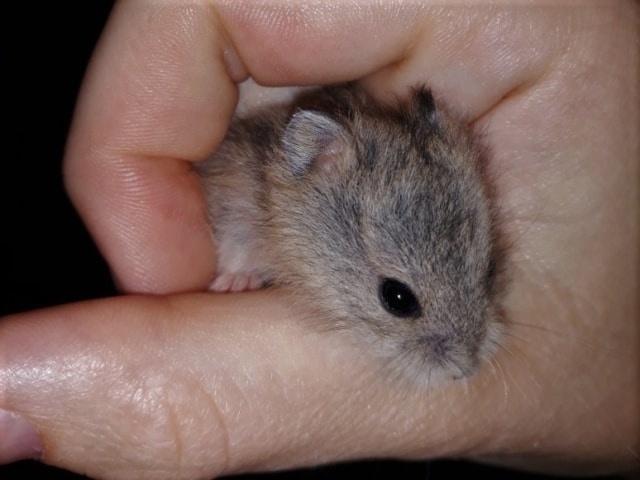 Campbell-Jungtier Hamsterhilfe Suedwest