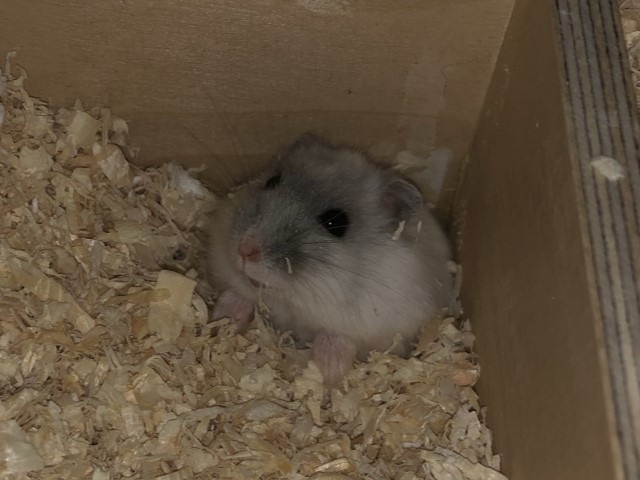 Bertha Hamsterhilfe Südwest Zwerghamster