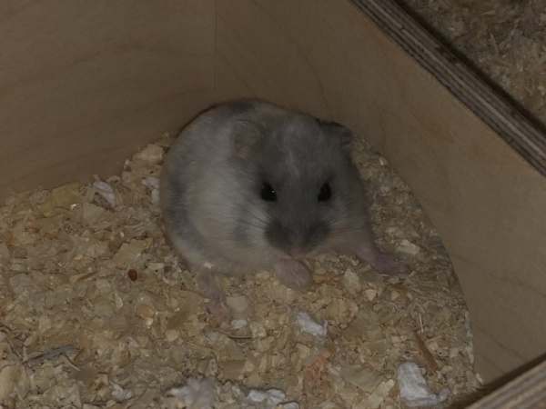 Bonnie Hamsterhilfe Südwest Zwerghamster