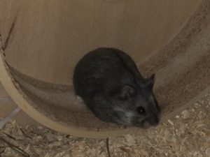 Odin Hamsterhilfe Südwest Zwerghamster