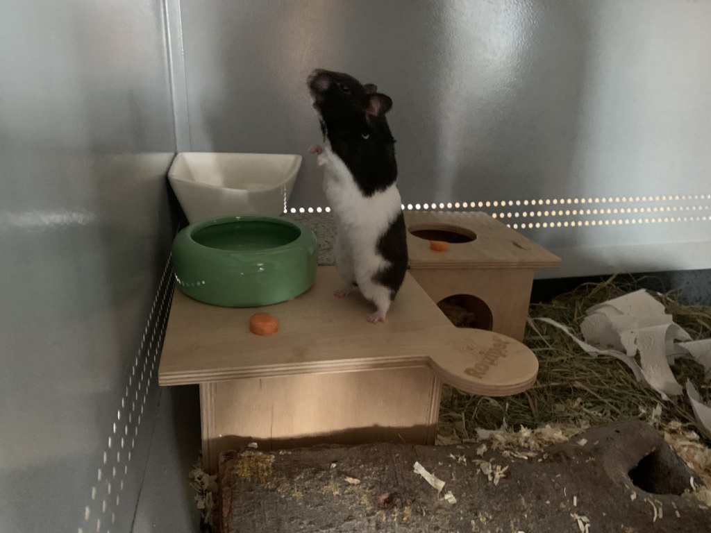 Hamsterhilfe Südwest Hilla