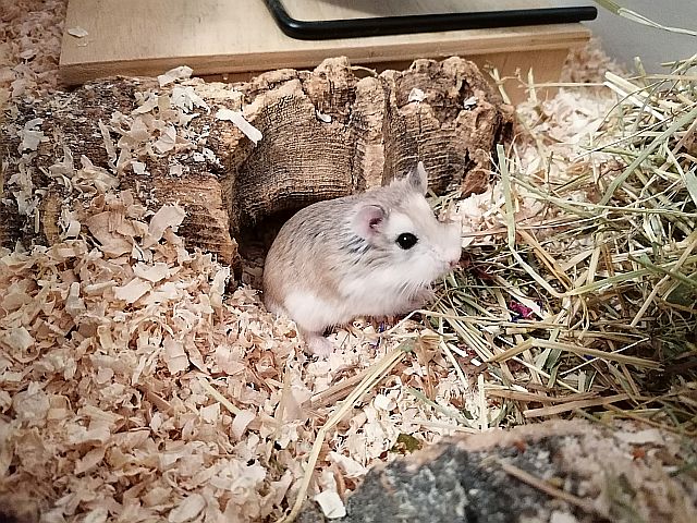 Hamsterhilfe Südwest