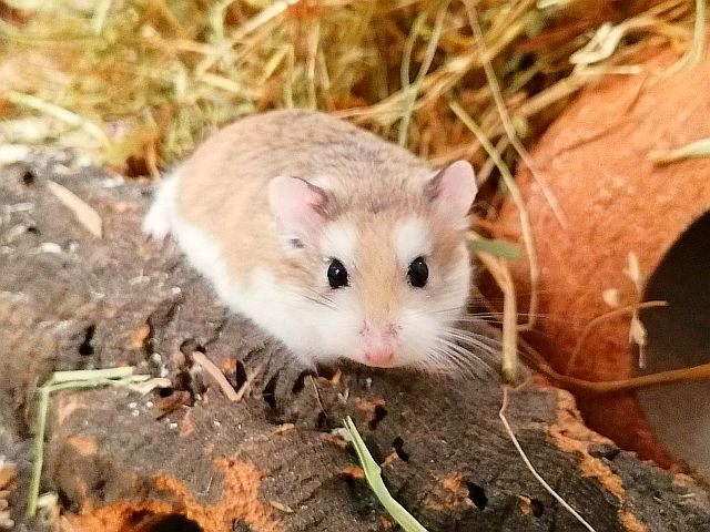 Hamsterhilfe Südwest