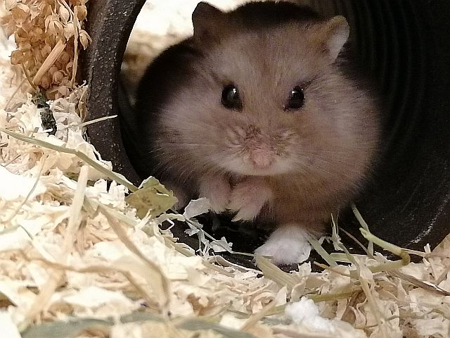 Hamsterhilfe Südwest