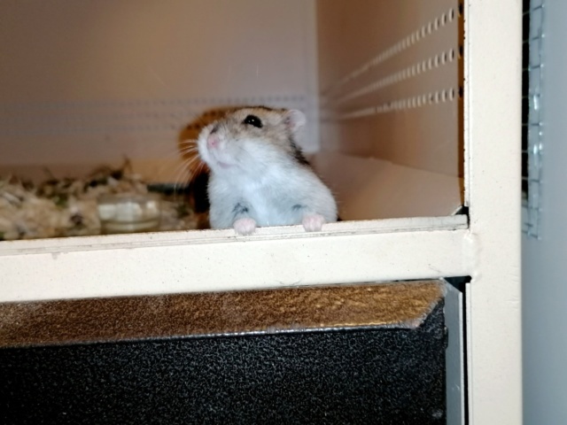 Hamsterhilfe Südwest