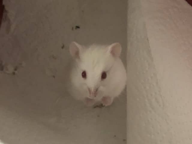 Schneeball Hamsterhilfe Südwest Zwerghamster