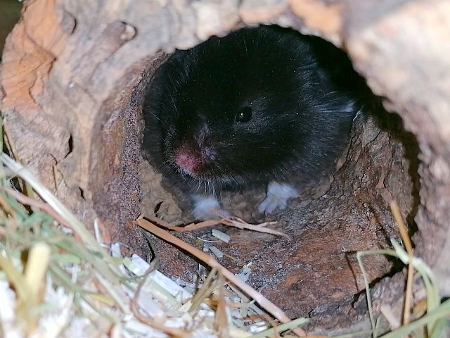 Hamsterhilfe Südwest