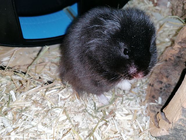 Hamsterhilfe Südwest