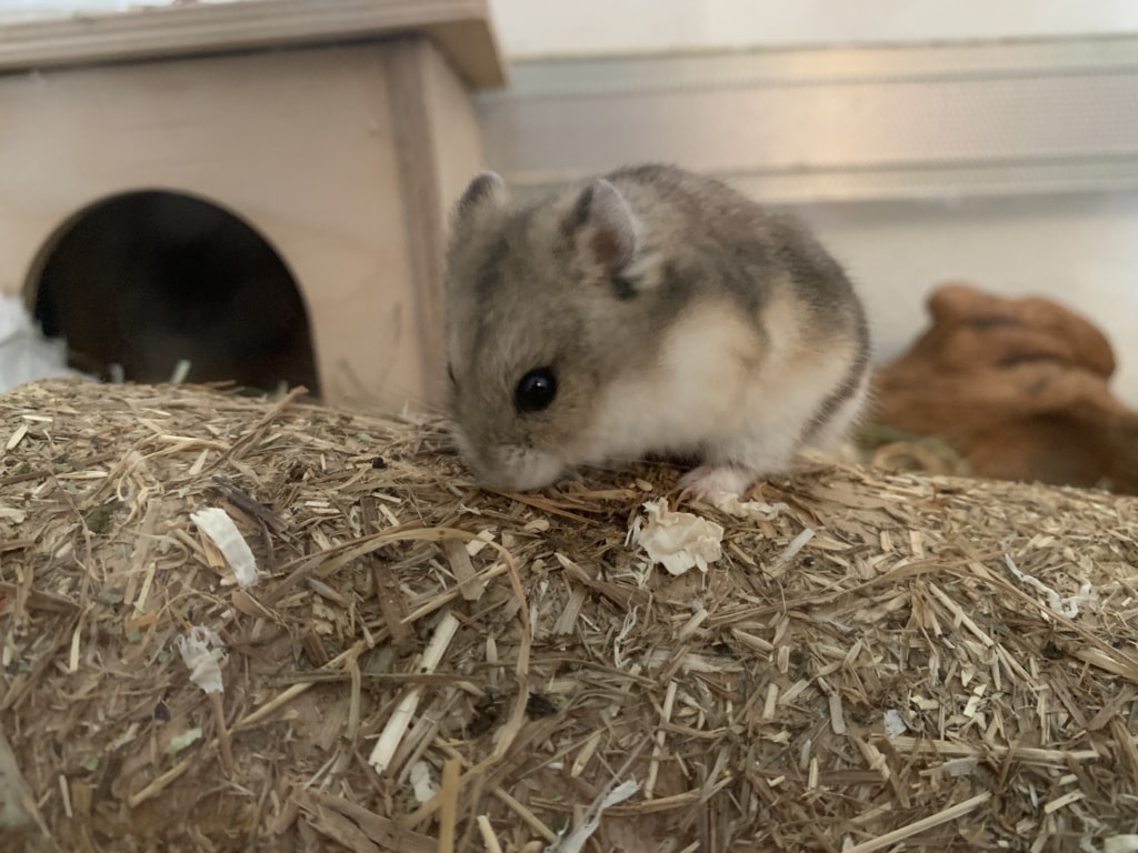 Hamsterhilfe Südwest Kimba