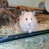 Hamsterhilfe Südwest