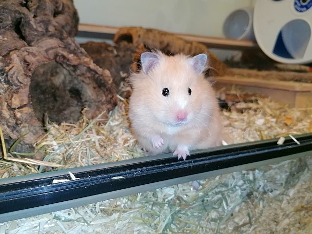 Hamsterhilfe Südwest