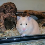 Hamsterhilfe Südwest